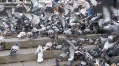 Güvercinler ekmek City Park açık havada yemek büyük sürüsü. Ağır çekim