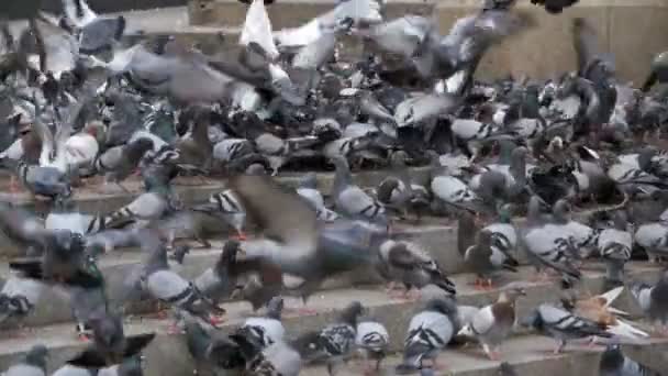 Огромное стадо голубей на ступенях на городской улице едят пищу в медленном движении — стоковое видео