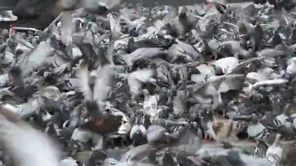 도시 공원에서 야외에서 빵을 먹는 비둘기의 거 대 한 무리. 슬로우 모션 — 비디오