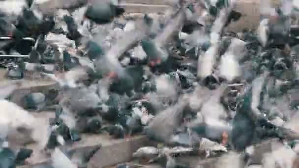 Enorme bandada de palomas comiendo pan al aire libre en el parque de la ciudad. Moción lenta — Vídeo de stock