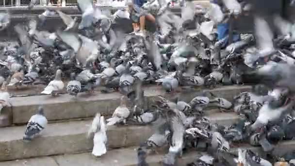 Stor Flock av duvor äta bröd utomhus i stadsparken. Slow Motion — Stockvideo