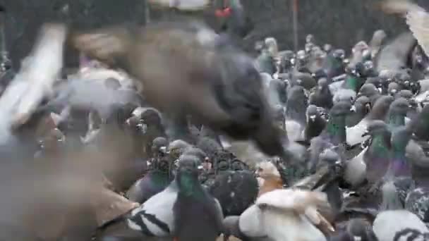 Enorme gregge di piccioni mangiare pane e decollare sulla City Street. Rallentatore — Video Stock