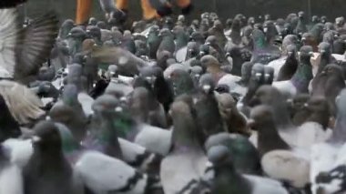 Büyük akın olan güvercinler çıkar şehir sokakta. Ağır çekim