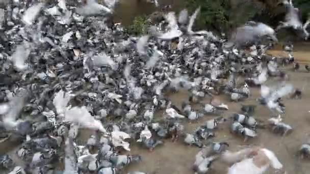 Enorme bandada de palomas despega por la calle City. Moción lenta — Vídeos de Stock