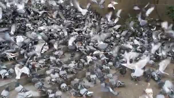 Stor Flock av duvor ta bort på gatan City. Slow Motion — Stockvideo