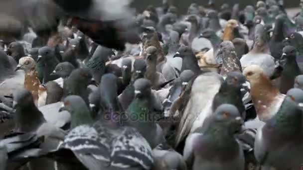 Stor Flock av duvor ta bort på gatan City. Slow Motion — Stockvideo