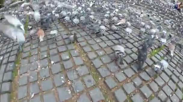 Top view of Huge Flock of Pigeons in the City Street — Stock Video