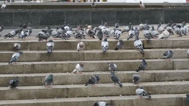 Многие голуби едят еду на улице. Slow Motion — стоковое видео