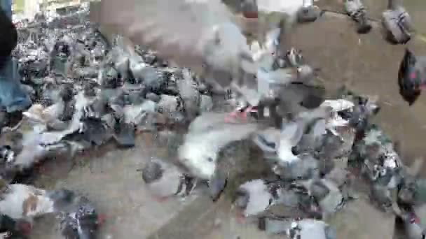 도시 거리에 야외에서 빵을 먹는 비둘기의 거 대 한 무리 — 비디오