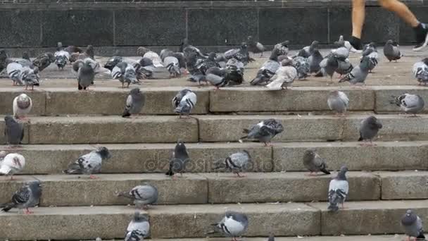 Beaucoup de pigeons mangent de la nourriture dans la rue — Video