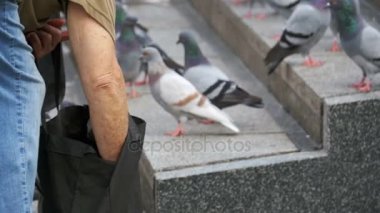Yaşlı kadın besleme güvercinler sokakta olduğunu