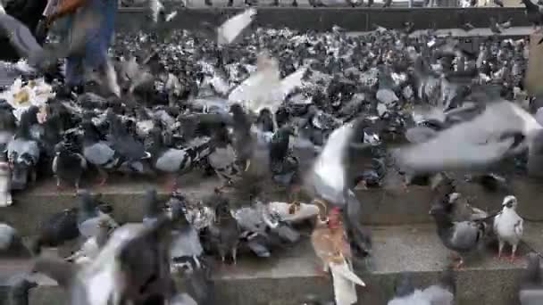 거 대 한 무리의 비둘기 이륙 시 거리에. 슬로우 모션 — 비디오
