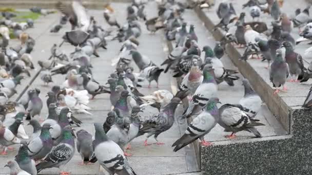 Огромное стадо голубей на ступенях на городской улице едят пищу в медленном движении — стоковое видео