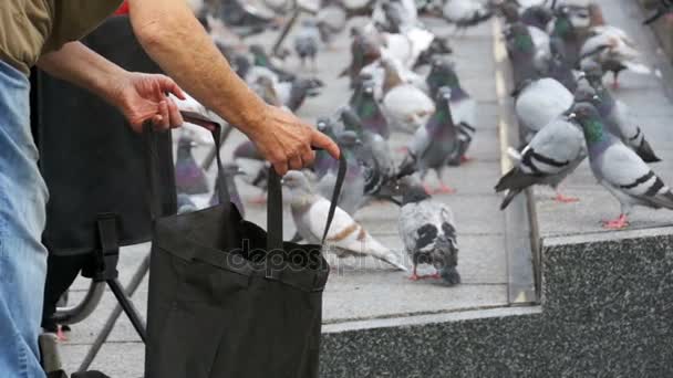 Oude vrouw is voeding duiven op straat — Stockvideo