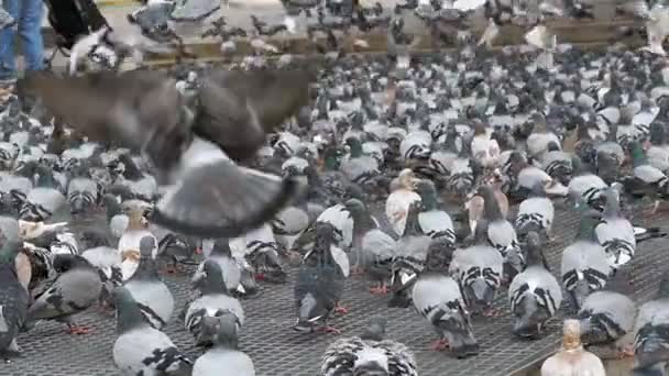 Enorme rebanho de pombos comendo pão e decolando na rua da cidade. Movimento lento — Vídeo de Stock