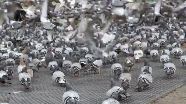 Stor Flock av duvor äta bröd och Take off på gatan City. Slow Motion — Stockvideo