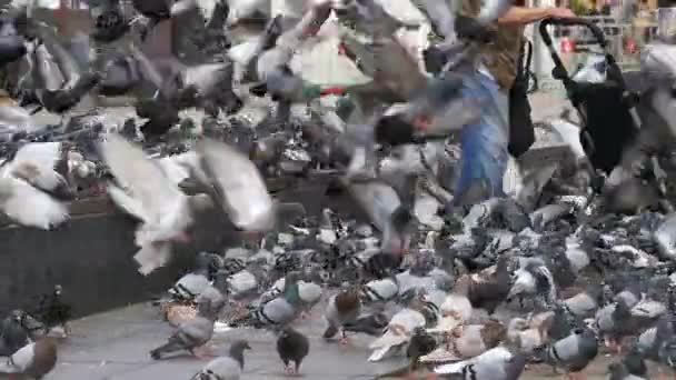 Old Woman Feeding Pigeons on the Street in Slow Motion — Stok Video