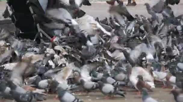 都市公園における屋外パンを食べる鳩の巨大な群れは。スローモーション — ストック動画