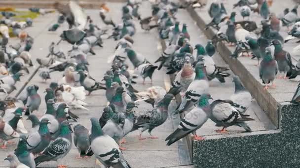 Enorme gregge di piccioni sui gradini della città Street Mangiare cibo in slow motion — Video Stock