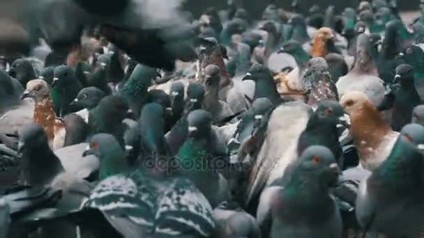거 대 한 무리의 비둘기 이륙 시 거리에. 슬로우 모션 — 비디오