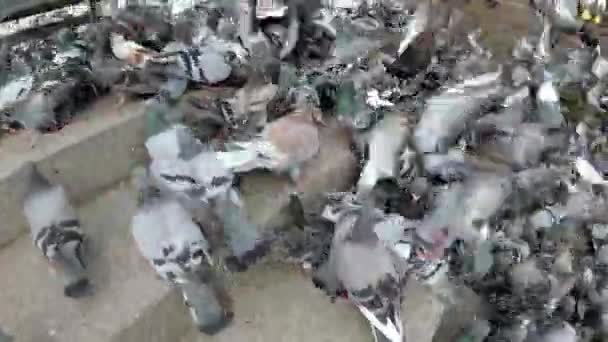 Obrovské hejno holubů jíst chleba venku na ulici města — Stock video