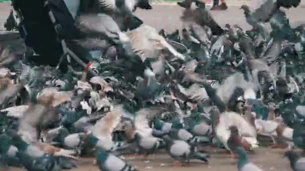 Stor Flock av duvor äta bröd utomhus i stadsparken. Slow Motion — Stockvideo