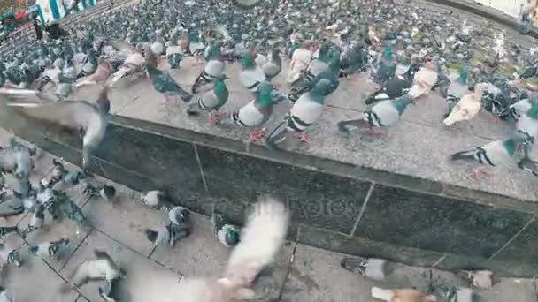 Stor Flock av duvor i stadsparken. Slow Motion — Stockvideo