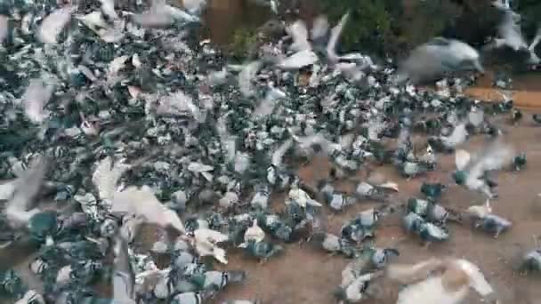 Enorme kudde van duiven opstijgen op de straat van de stad. Slow Motion — Stockvideo