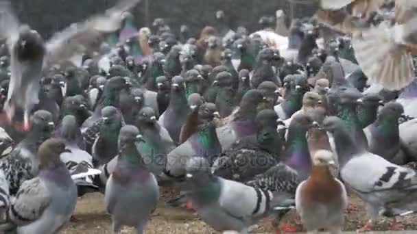 Enorme rebanho de pombos comendo pão e decolando na rua da cidade. Movimento lento — Vídeo de Stock