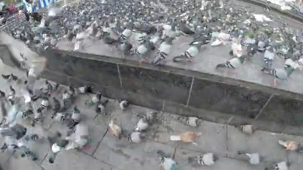 Bovenaanzicht van enorme kudde van duiven in de straat van de stad — Stockvideo