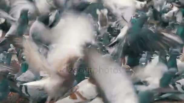 Enorme gregge di piccioni mangiare pane e decollare sulla City Street. Rallentatore — Video Stock