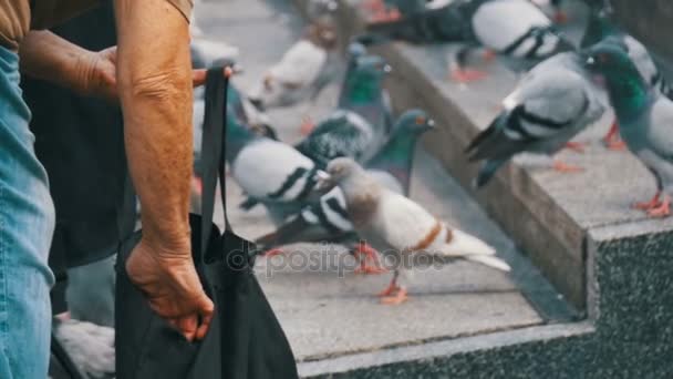 Stara kobieta jest karmienie gołębi na ulicy — Wideo stockowe