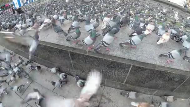 Många duvor äta mat på gatan — Stockvideo