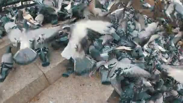 도시 공원에서 야외에서 빵을 먹는 비둘기의 거 대 한 무리. 슬로우 모션 — 비디오
