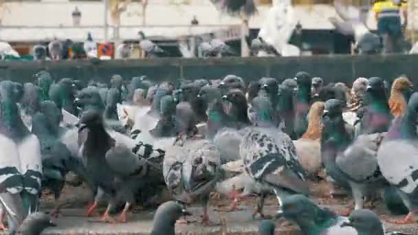 Огромное стадо голубей в городском парке — стоковое видео
