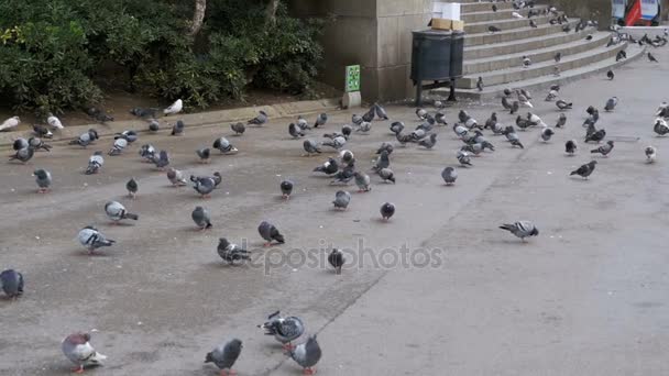 도시 공원에서 야외에서 빵을 먹는 비둘기의 무리. 슬로우 모션 — 비디오