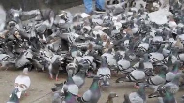 Büyük sürü Güvercin yeme ekmek ve kalkış şehir sokakta. Ağır çekim