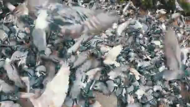 Riesige Schar von Tauben, die draußen im Stadtpark Brot essen. Zeitlupe — Stockvideo