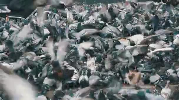 Güvercinler ekmek City Park açık havada yemek büyük sürüsü. Ağır çekim — Stok video