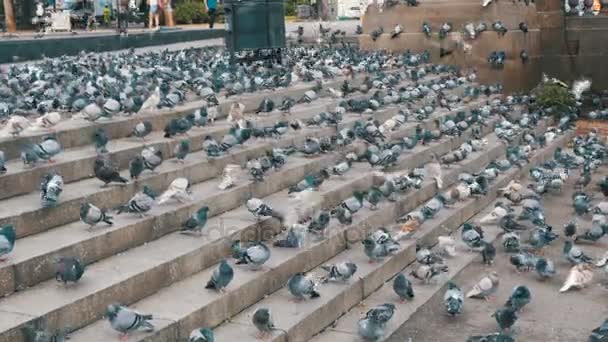 Many Pigeons Eat Food on the Street — Stock Video