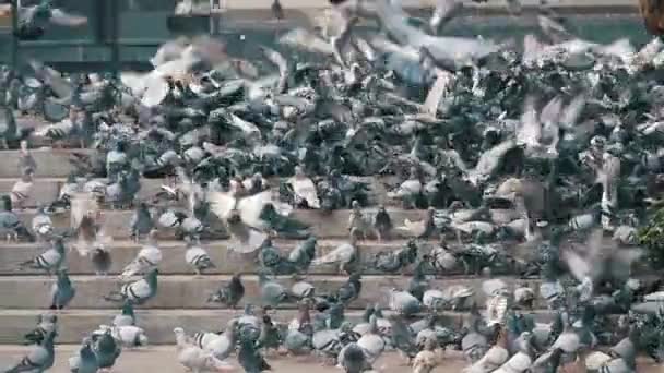 Stor Flock av duvor på anvisningarna i staden gatan äta mat i Slow Motion — Stockvideo