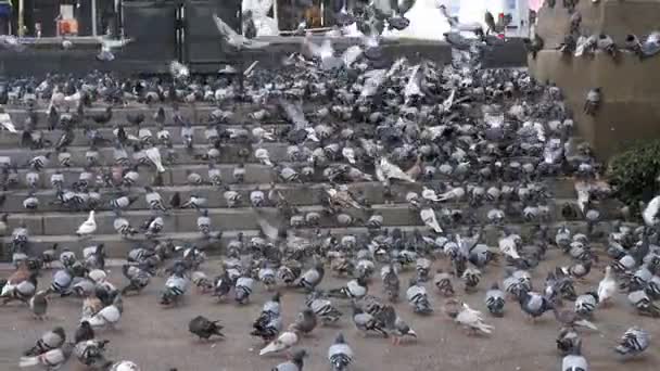 도시 거리에 단계에 거 대 한 무리 비둘기의 슬로우 모션으로 음식을 먹으십시오 — 비디오