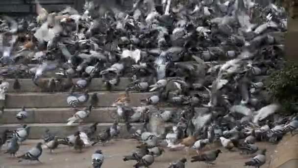 Un sacco di piccioni sui gradini del City Street Mangiare cibo in slow motion — Video Stock