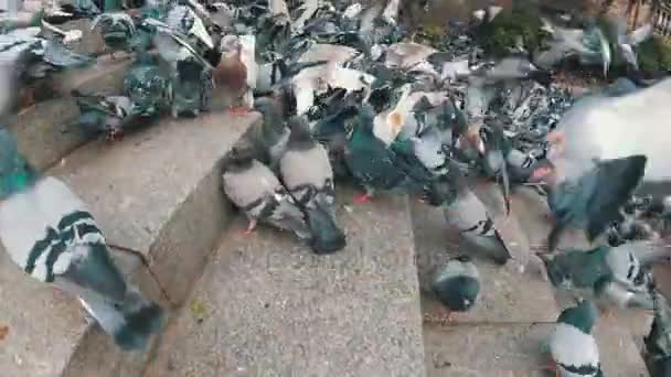 Un enorme gregge di piccioni che mangia pane all'aperto nel parco cittadino. Rallentatore — Video Stock