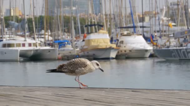 Mewa siedzi na drewnianym molo Rambla del Mar Barcelona port — Wideo stockowe