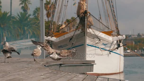 Seduto sul molo di legno a Port Vell del porto di Barcellona — Video Stock