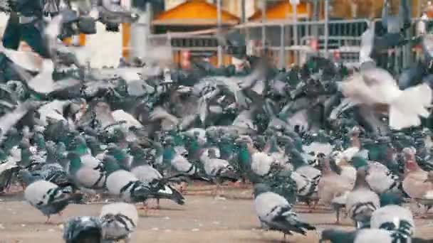 Величезний стадо голубів, їсть хліб на відкритому повітрі у міському парку. Повільний рух — стокове відео