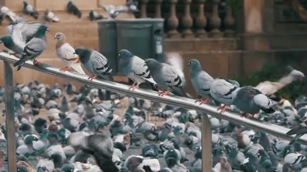 Many pigeons sit on a railing in a city street. Slow Motion — Stock Video