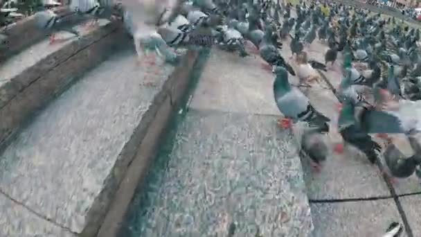 Huge Flock of Pigeons in the City Street. Slow Motion — Stock Video