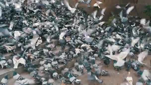 Um enorme bando de pombos descolam na City Street. Movimento lento — Vídeo de Stock